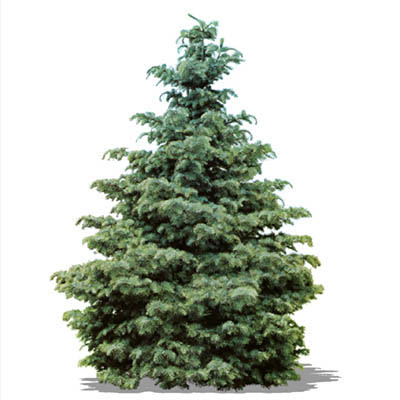 Buying a Real Christmas Tree at Home Depot Canada in Toronto