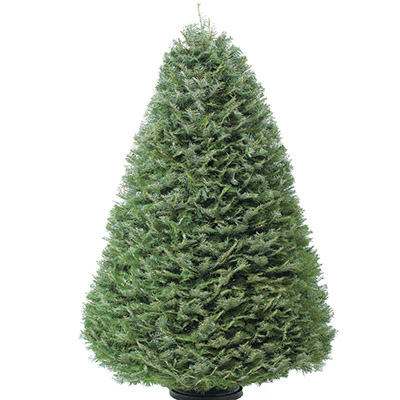 Indoor Christmas Tree | The Home Depot Community