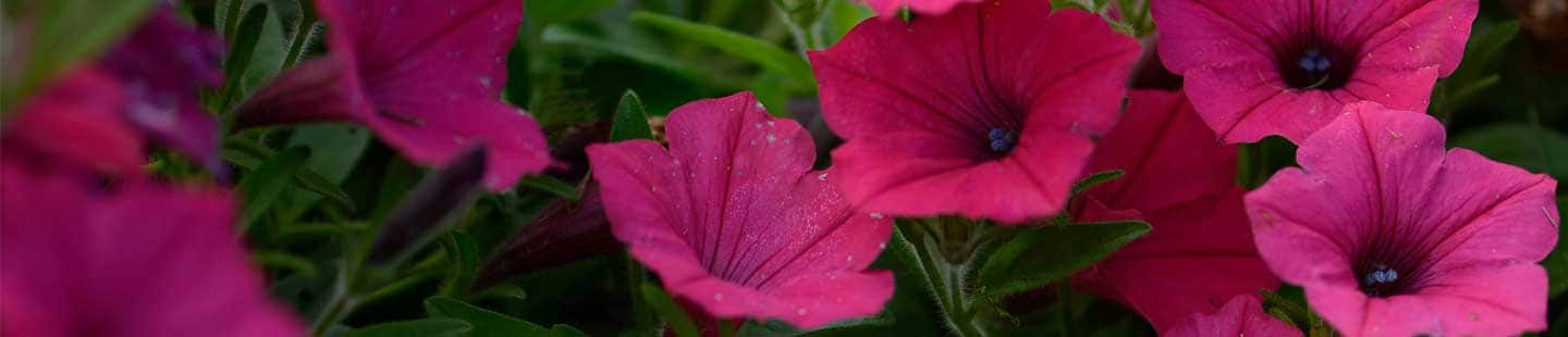 Annuals at The Home Depot