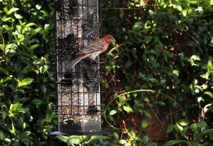 Bird Feeder Types and Common Features at The Home Depot