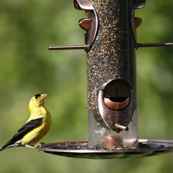 Bird Feeders Bird Wildlife Supplies The Home Depot